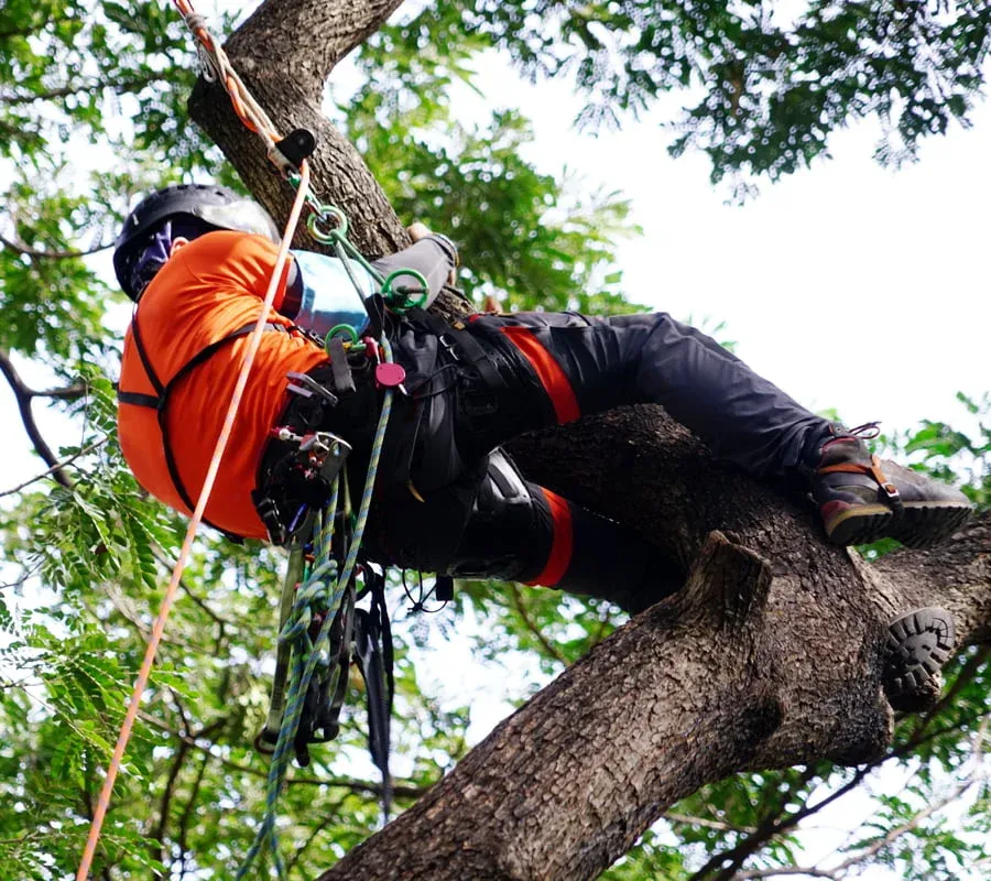 Tree Surgery