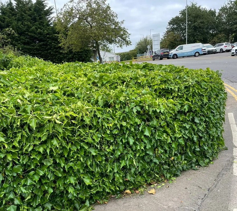 Hedge shrub cutting