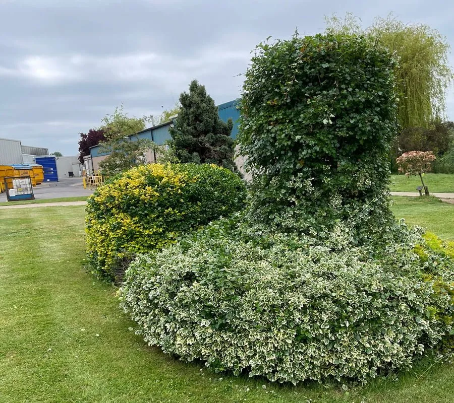 Hedge shrub cutting